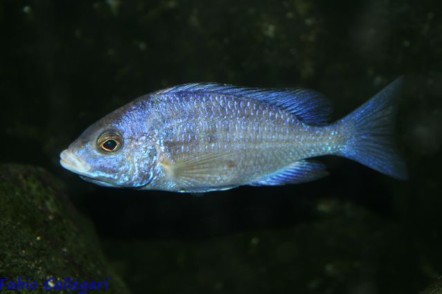 2010321195244_placidochromis phenochilus mdoka f incub.JPG